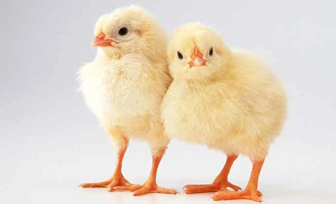 perkembangan saham poultry sangat menarik