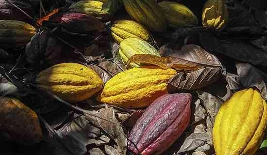 Faktor - Faktor Yang Mempengaruhi Harga Kakao