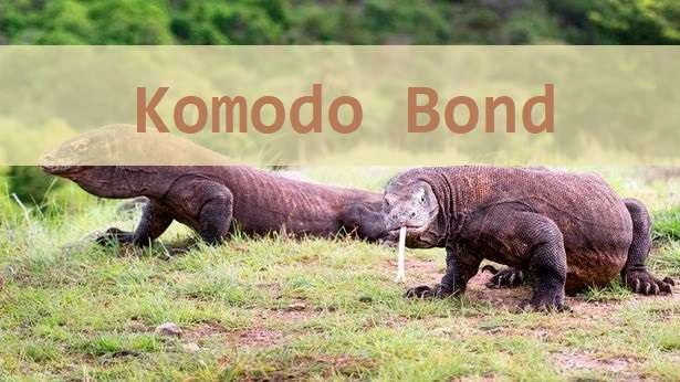 Pengertian Komodo Bond