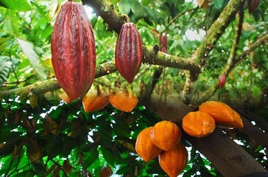 Ghana sebagai produsen kakao