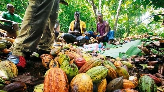 komoditas kakao di Nigeria