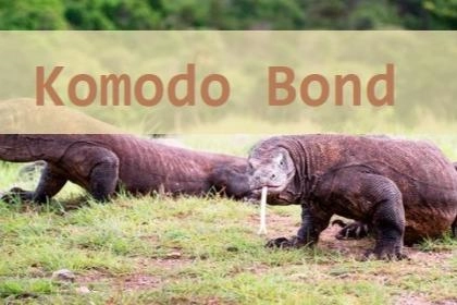 Apa Itu Komodo Bond Yang Ramai Diperbincangkan BUMN?